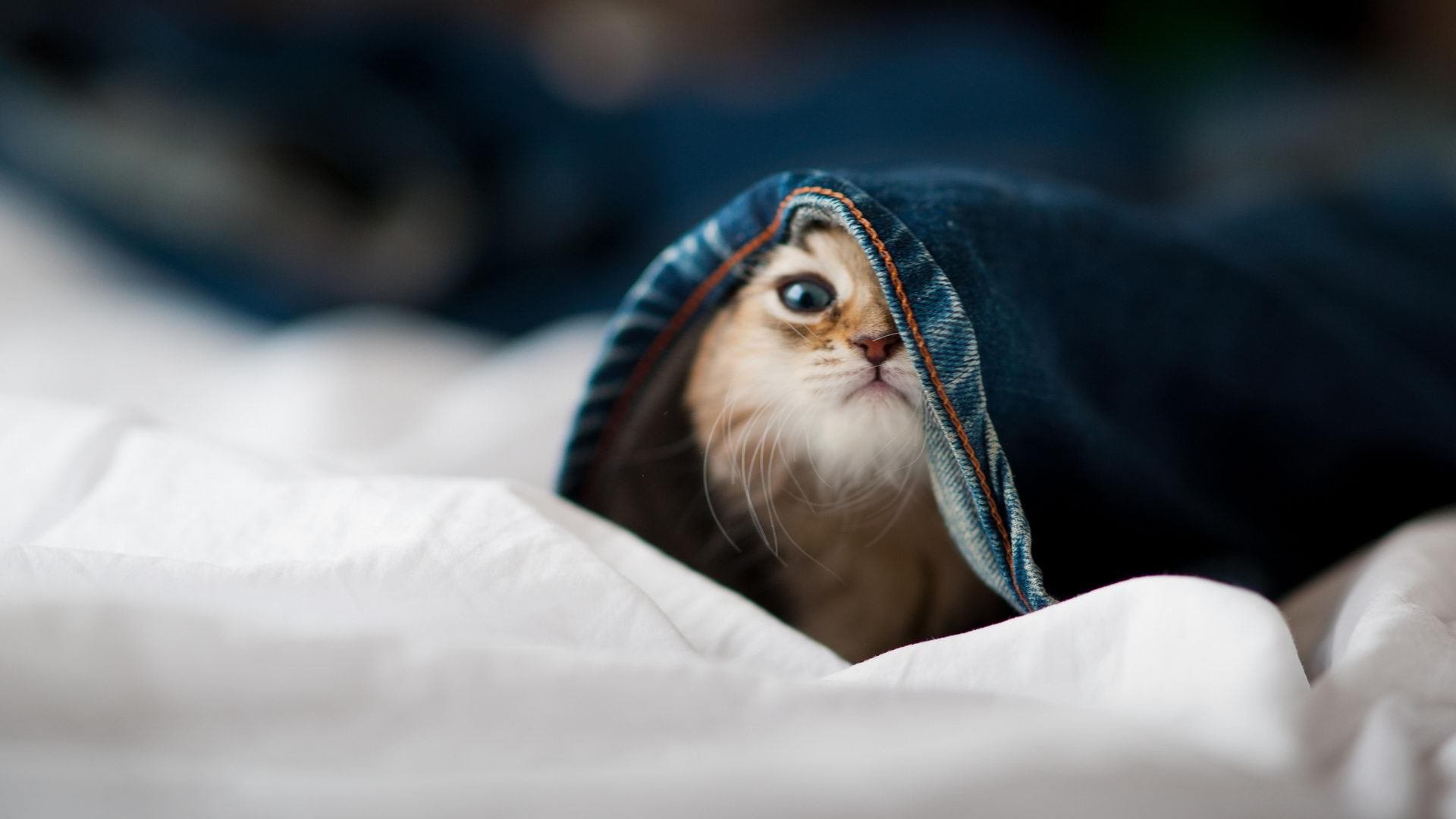 开云体育中国-戈贝尔一柱擎天，浙江队鏖战黄蜂终取关键胜利